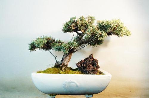 Bonsai-Navarra